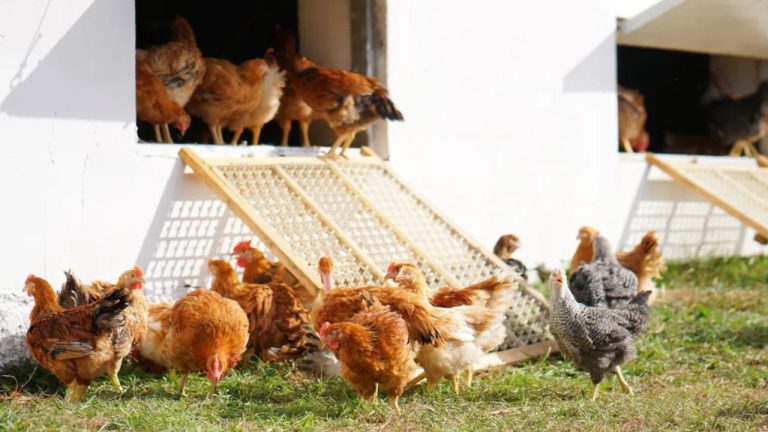 Județul Olt, furnizor important de ouă ecologice