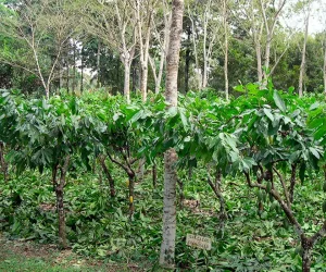 Mai prețioase decât aurul: sistemele agroforestiere de cacao ecologică din Bolivia