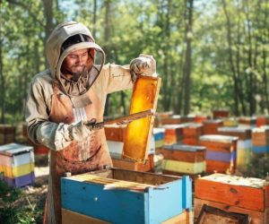 Produsele autorizate pentru tratamente anti-Varroa în apicultura ecologică în 2026