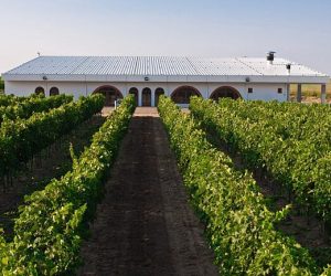 Vifrana, unul dintre cei mai importanți jucători ai vinului bio din România, caută investitor pentru pachetul majoritar de acțiuni