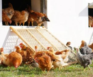 Divizia bio a grupului Carmistin: ferme certificate ecologic, planuri de expansiune și cerere în creștere pentru produsele bio