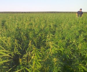 Brado Agri – centru de cercetare pentru cânepă ecologică, în Bucovina