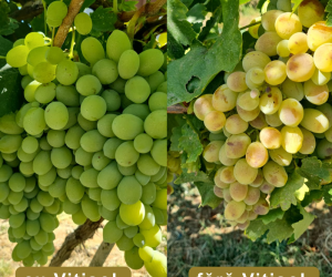 Arsurile solare și stresul termic – provocări majore pentru culturile horticole – soluții ecologice