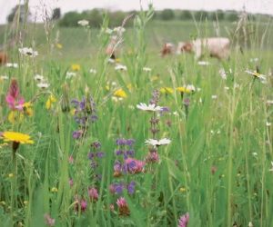 10 măsuri pentru fermierii ecologici propuse în contextul noii Strategii pentru Biodiversitate