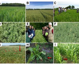 Agricultura fără pesticide: este posibilă o a treia cale, pe lângă agricultura ecologică și cea convențională?